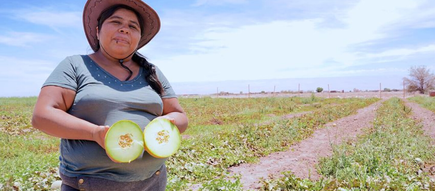Bild einer Frau, die eine gespaltene Melone auf dem Feld zeigt