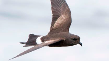 Imagen de una golondrina volando
